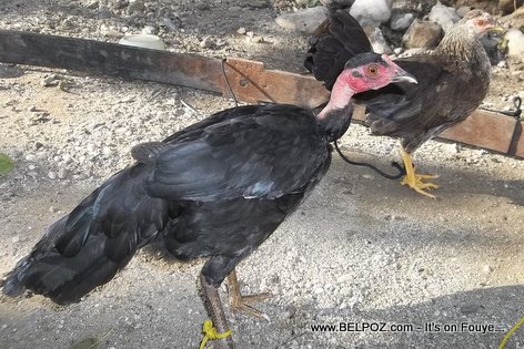 Two Live Chicken - 2 Poul Di Tou Vivan Haiti