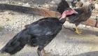 Two Live Chicken - 2 Poul Di Tou Vivan Haiti
