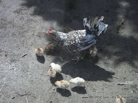 Haiti Chicken - Manman poul la...