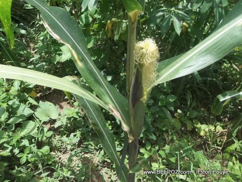 Sweet Corn Growing -  Plateau Centrale Haiti