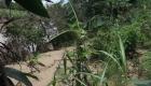 Farm land devastated by Guayamuco river - La Begue Haiti