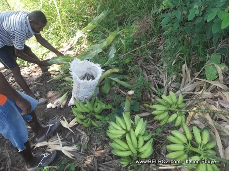 Regime de Banane - Jardin en Haiti
