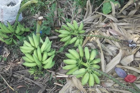 Haitian plantains, straight from the countryside