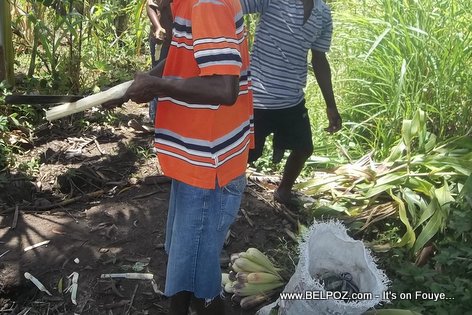 Kann kale, mayi vet nan jaden - Haitian farm