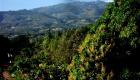 Greener Haiti - Mountain Top View from Pernier