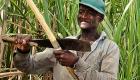 Haitian Sugar Cane Field Worker in the Dominican Republic