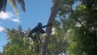 Gade yon Haitien ki ap monte yon Pye Kokoye (Haitian climbing a Coconut Tree)