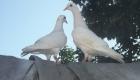 Deux Pigeons sou Kay Tache