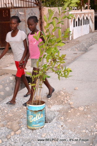 City of Gonaives Planting Trees along Route Nationale No 1