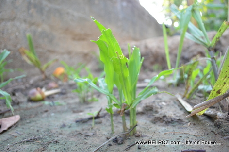 Planting Corn in Haiti