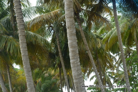 Coconut trees at Gelee Beach - Les Cayes Haiti