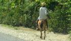 Haiti - A mule is still a favorite Mode of transport