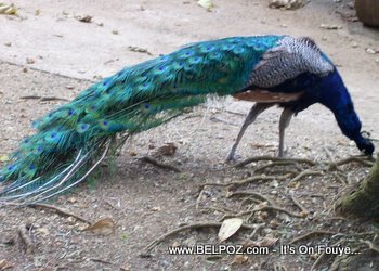 Indian Blue Peacock in Haiti