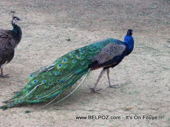 peacock and a peahens in Haiti