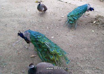 Indian peacocks and Peahens