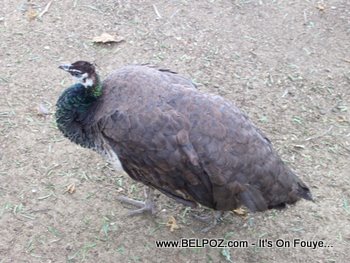 The Indian peahen