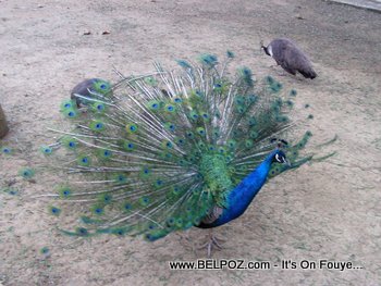 Indian Blue Peacock at a zoo in haiti