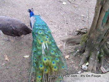 Pheasants, a peacock and a peahen in Haiti