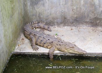 Aligator in haiti
