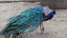 Peacock in Haiti