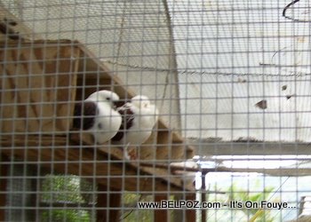 pigeons in haiti zoo
