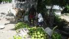 Breadfruits For Sale In Haiti