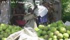 Why Do Haitians Eat Breadfruits