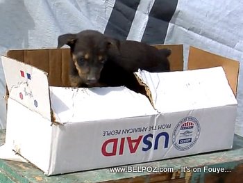 Haiti - A Little Puppy Inside A USAID Box