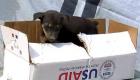 Haiti - A Little Puppy Inside A USAID Box