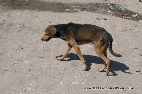 A Dog In The Streets Of Gonaives Haiti