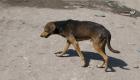 A Dog In The Streets Of Gonaives Haiti