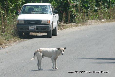 Dog In The Streets Gonaives Haiti