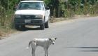 Dog In The Streets Gonaives Haiti