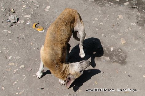 Dog Scratching - Gonaives Haiti