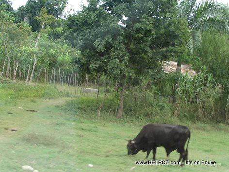 Cow In A Farm Outside Of Mirebalais Haiti