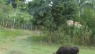Cow In A Farm Outside Of Mirebalais Haiti