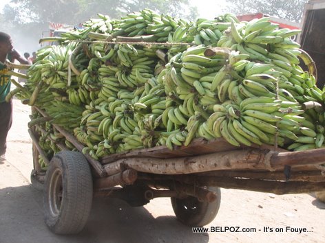 Plantains Imported From Dominican Republic To Haiti