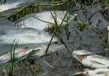 Dead Fishes In Lake Azuei Haiti