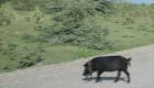 A Pig Crossing The Street Trou Du Nord Haiti
