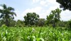 Corn Field in Haiti - The Countryside