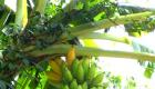 Bannann Fig Banane Figues Bananas Haiti Countryside