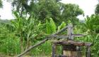 Moulin Kann - Moulin A Canne - Old fashion wooden Sugarcane mill in Haiti