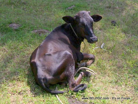 Yon Bèf an Haiti - Cow in Haiti