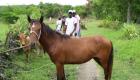 Cheval Horse Haiti Countryside Savane Haleine Haiti