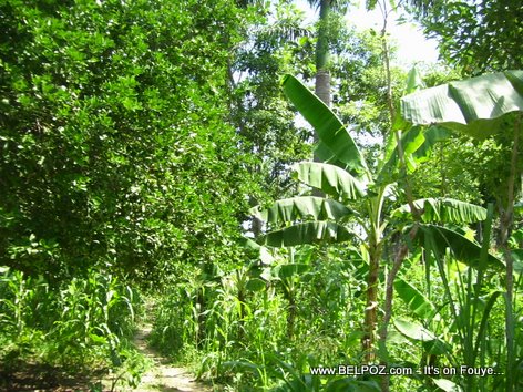 Plantation De Bananes Plantain Field Haiti Countryside Mauric Haiti