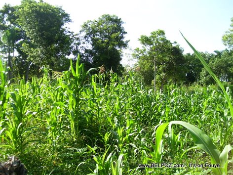 Plantation Mais Corn Field Haiti Countryside Mauric Haiti