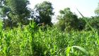 Plantation Mais Corn Field Haiti Countryside Mauric Haiti