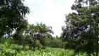 Plantation Mais Corn Field Haiti Countryside Savane Haleine Haiti