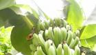 Rejim Bannann Regime De Bananes Plantains Haiti Countryside