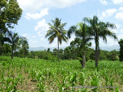 Plantation Mais Corn Field Haiti Countryside Savane Haleine Haiti
